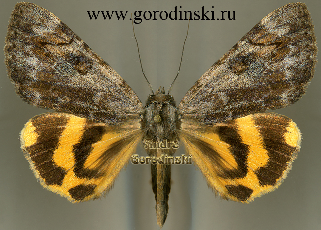 http://www.gorodinski.ru/catocala/Catocala largeteaui largeteaui.jpg